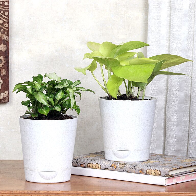 Indoor Plants With Pot For Home - Syngonium & Money Plant Variegated